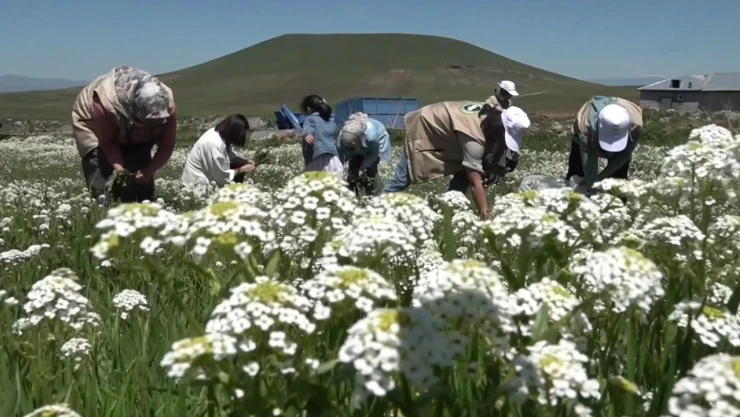 Doğadan topladıkları bitkileri önce kurutuyorlar, sonra satışa çıkarıyor