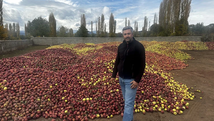 Döküntü elmalar meyve suyu olmak için toplanıyor