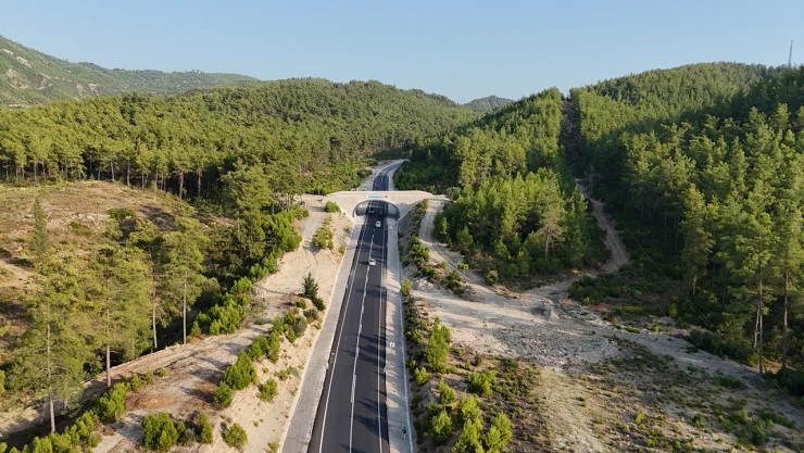 Ekolojik köprüler yaban hayatını koruyor
