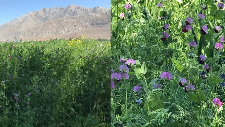 Elbistan çiftçisine yem bitkisi müjdesi