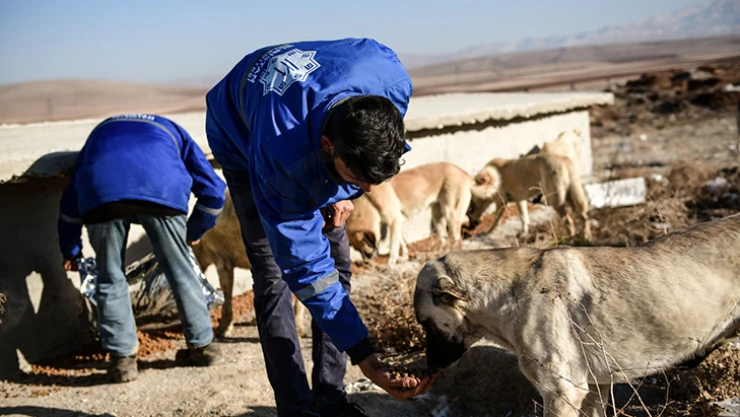 Elbistan'da sokak hayvanları için doğaya yem ve mama bırakıldı