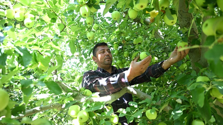 Elma bahçesini zirai dondan koruyan üretici hasada başladı