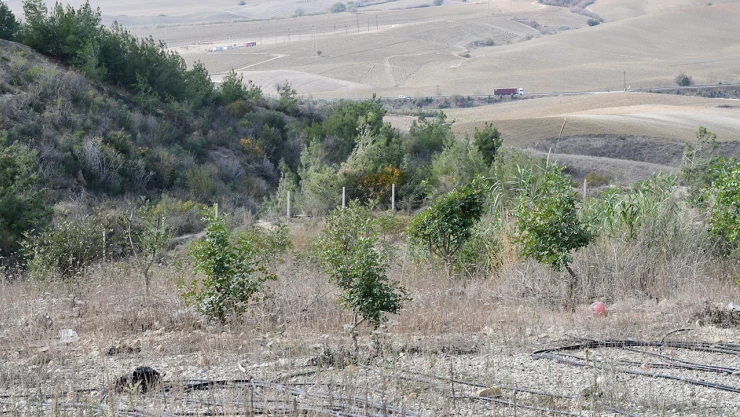 Emekli mühendis 156 dönümlük atıl araziyi fidanlarla yeşertti