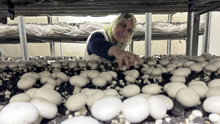 Ev hanımıydı, 53 yaşında mantar üreticisi oldu