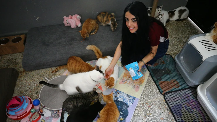 Evinin damını sahipsiz kediler için yuvaya dönüştürdü