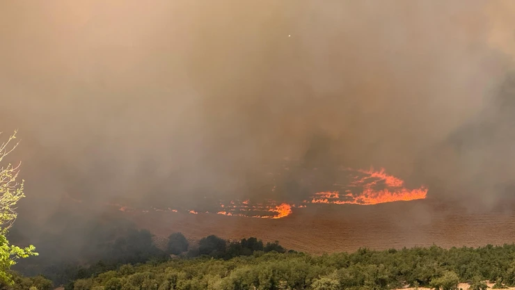 Gaziantep'te çıkan orman yangını kontrol altına alındı