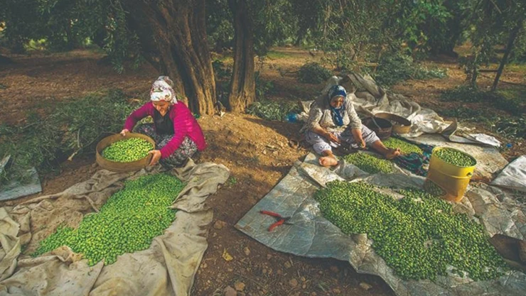 Geleneksel zeytin yetiştiriciliği, UNESCO'ya dahil edildi!
