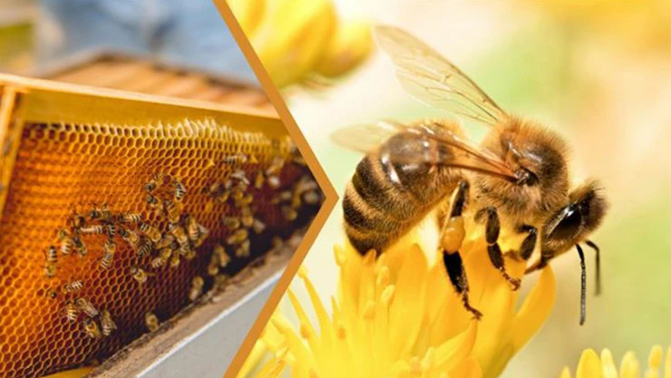 Genç ve kadın arıcılara müjde