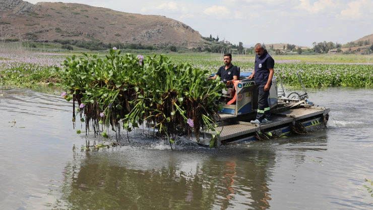 Gölbaşı Gölü'nü kaplayan su sümbülleri temizleniyor