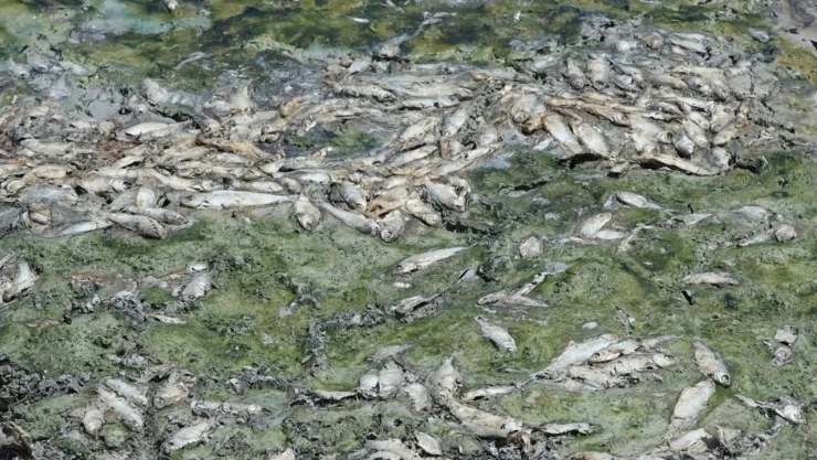 Göletteki su kuruyunca balıklar tek tek öldü!