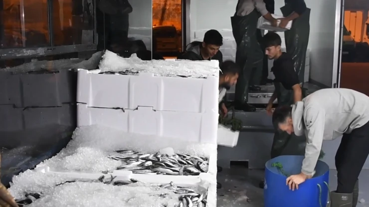 Hamsi bolluğu balıkçıların yüzünü güldürdü