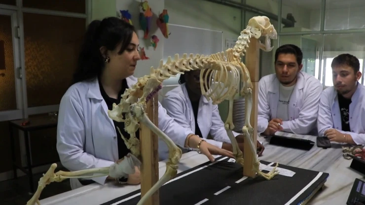Hayvan kemiklerinin iskeletleri yapay zekayla dijitale aktarılıyor