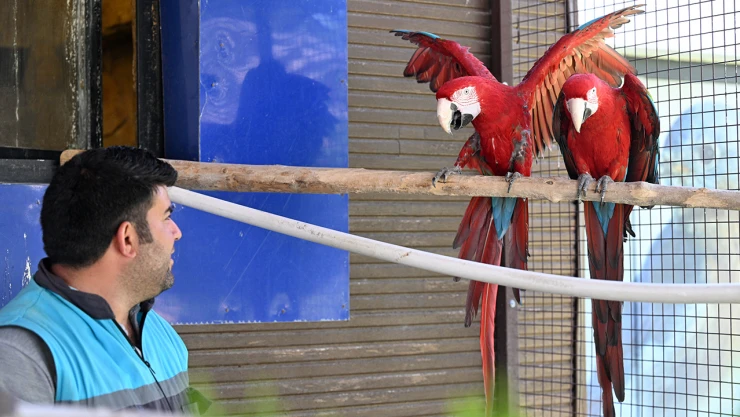 Hayvanat bahçesindeki papağanlara 12 yıldır gözü gibi bakıyor