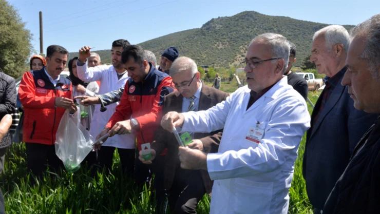 Hububatta kaliteyi korumak için Kahramanmaraş'ta biyolojik mücadele başladı