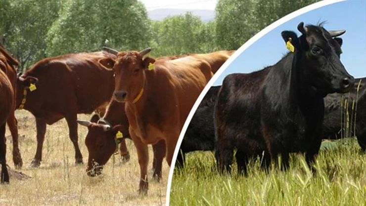 İki yerli sığır ırkı için Tarım ve Orman Bakanlığı harekete geçti