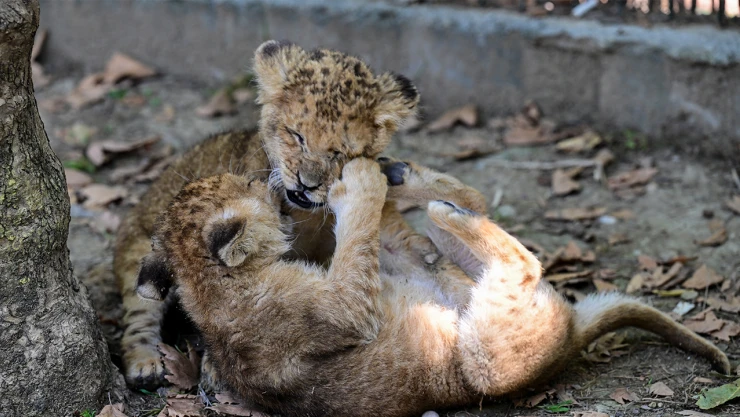 İkiz aslan yavruları Osimhen ve Ciro yaşam parkının maskotu oldu