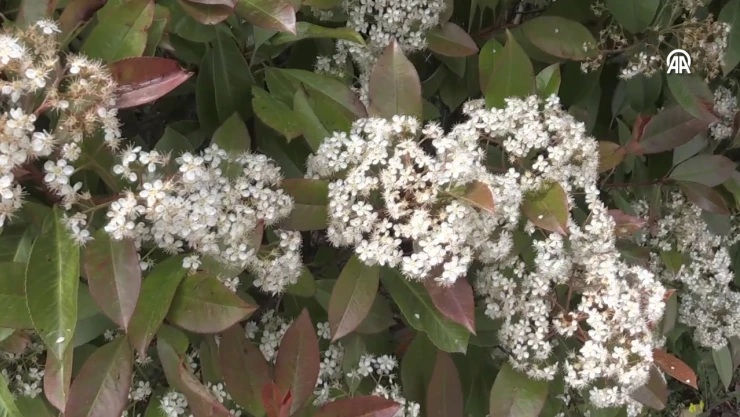 İklim değişikliği, polen mevsimini de etkiledi