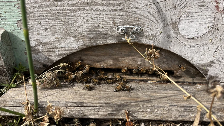 İklim değişikliği toplu arı ölümlerini artırdı