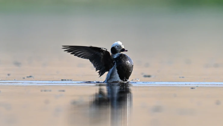 İlk defa görülen telkuyruk kuşu, gözlemcileri kente çekti