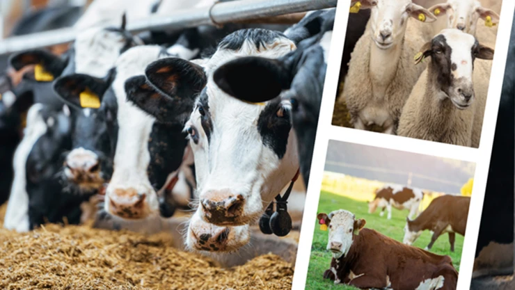 IPARD-II programı kapsamında 195 milyon lira hibe sağlanacak