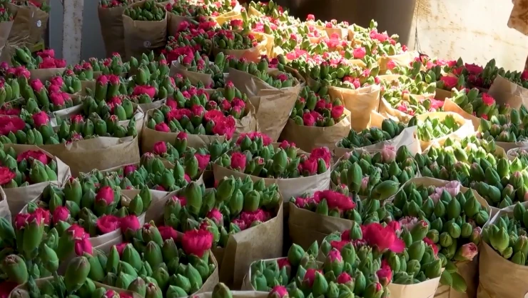 Isparta'da üretilen karanfiller Avrupa'ya ihraç ediliyor