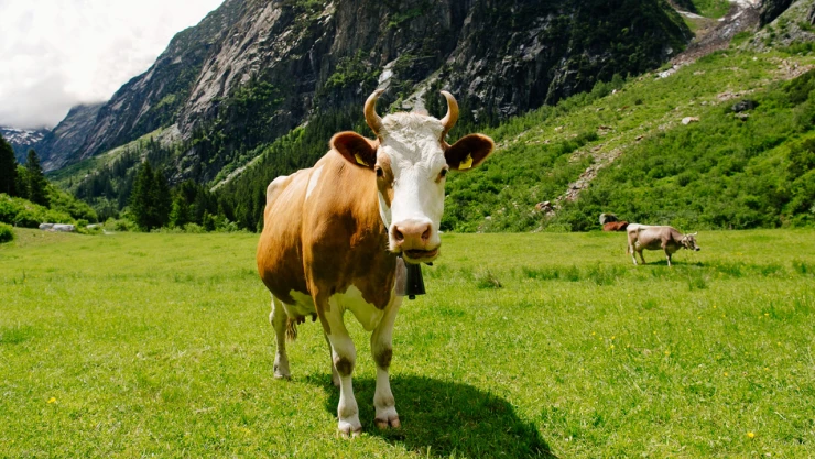 İthal edilen hayvanlar eş zamanlı kayıt altına alınacak