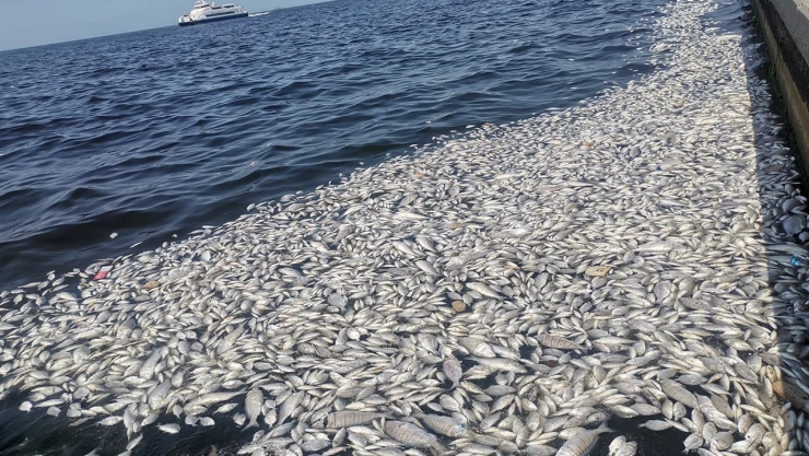 İzmir Körfez'inde çevre felaketi