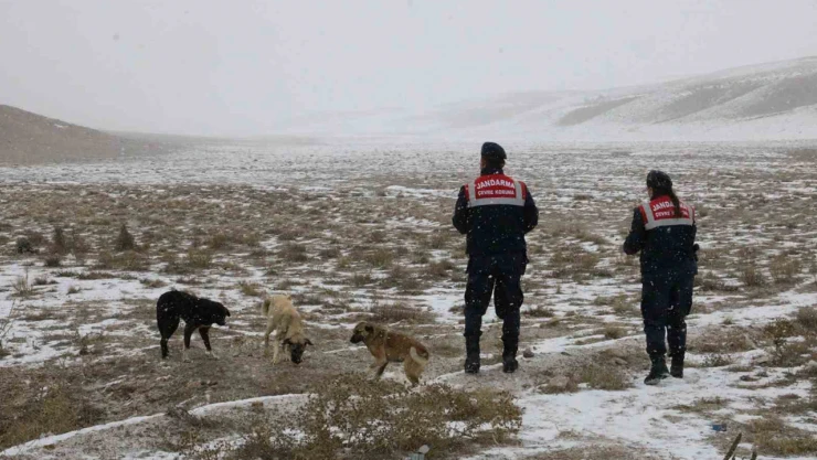 Jandarma, -7 derecede hayvanlara yem bıraktı