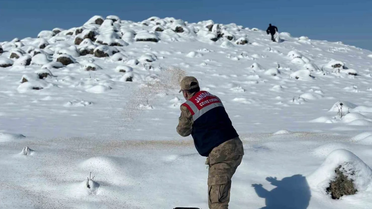 Jandarma, yaban hayvanlarını unutmadı