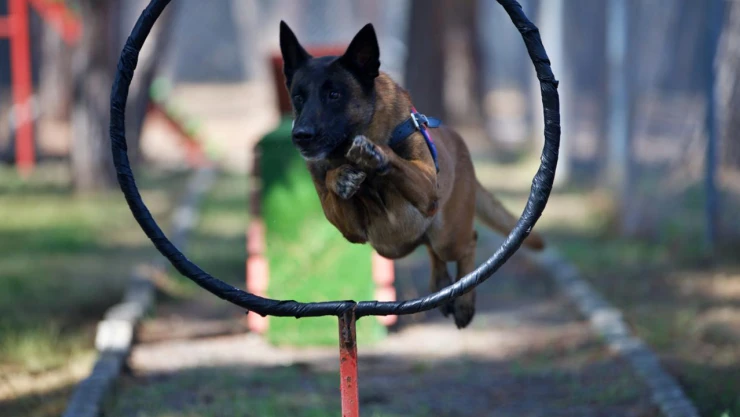 Jandarmanın hassas burunlu köpeklerinin kondisyonu antrenmanlarla korunuyor