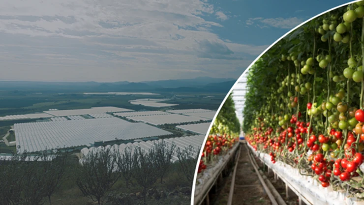 Jeotermal kaynaklı tarım bölgesinde üretim başladı