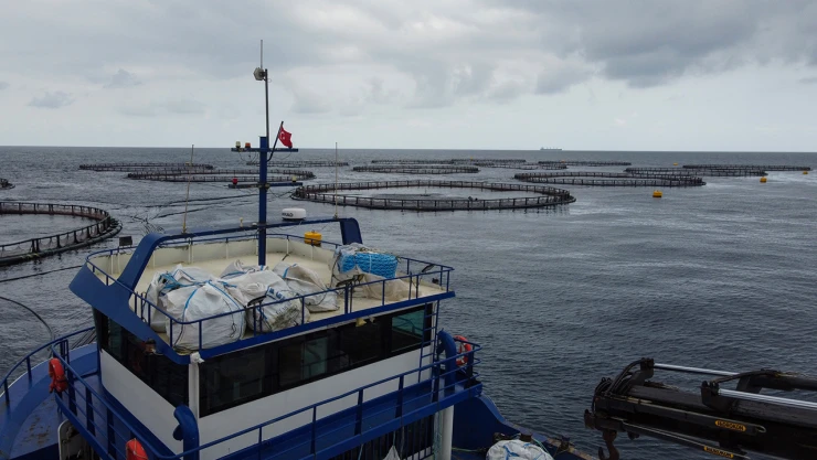 Kafeste yetiştirilip, Avrupa ülkelerine ihraç ediliyor