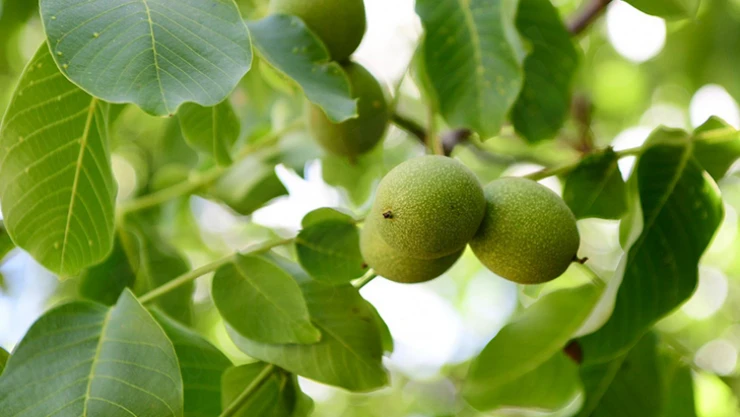 Kahramanmaraş'ın AB tescilli ilk ürünü: Çağlayancerit cevizi