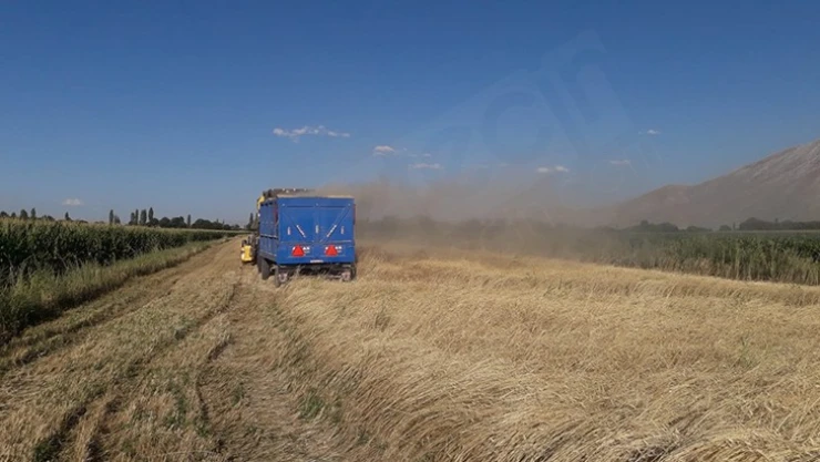 Kahramanmaraş'ta 10 bin yıllık siyez buğdayının hasadı yapıldı