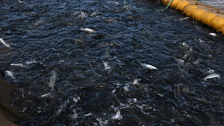 Kahramanmaraş'ta balık fiyatına yüzde 480 oranında rekor zam