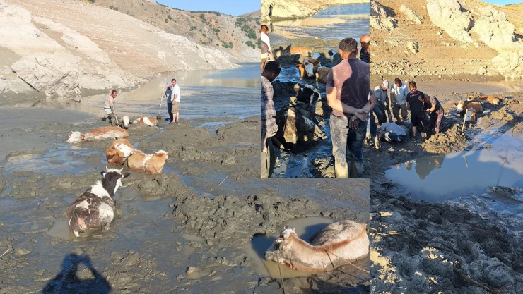 Kahramanmaraş'ta bataklığa saplanan 6 inek itfaiye ekiplerince kurtarıldı