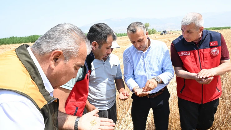 Kahramanmaraş'ta buğday hasadı başladı