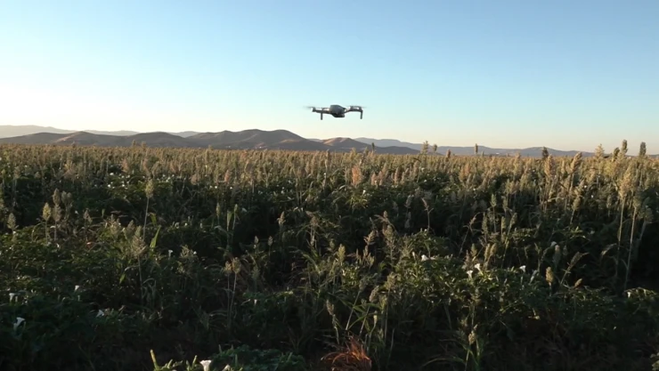 Kahramanmaraş'ta çiftçiler akdarıyı kuşlardan dronla koruyor