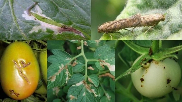 Kahramanmaraş'ta domates güvesine karşı feromon tuzaklar kuruldu