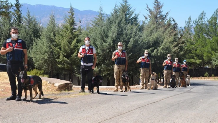 Kahramanmaraş'ta jandarmanın en büyük yardımcısı bu köpekler