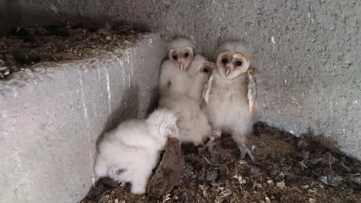Kahramanmaraş'ta minaredeki yuvasından düşen baykuş yavrusu ekiplerce yuvasına konuldu