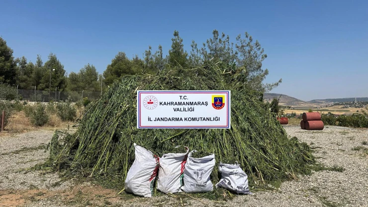 Kahramanmaraş'ta mısır tarlasında kenevir operasyonu! 4 tutuklama