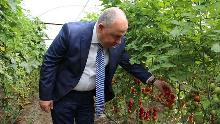 Kahramanmaraş'ta sera hasat şenliği programı