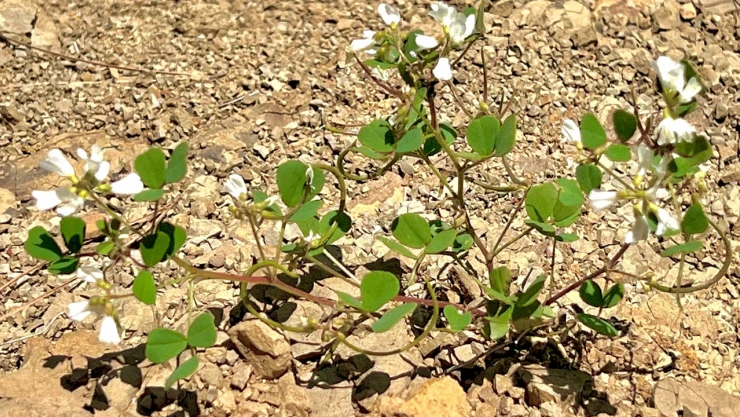 Kahramanmaraş'ta yeni bir bitki türü keşfedildi