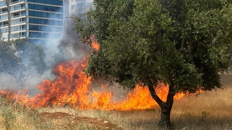 Kahramanmaraş'ta zeytin bahçesinde çıkan yangın söndürüldü