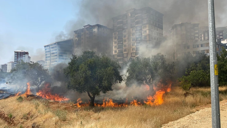 Kahramanmaraş'ta zeytin bahçesinde yangın çıktı
