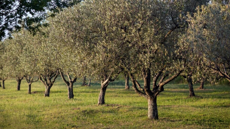 Kahramanmaraş'ta zeytin üretimine büyük destek