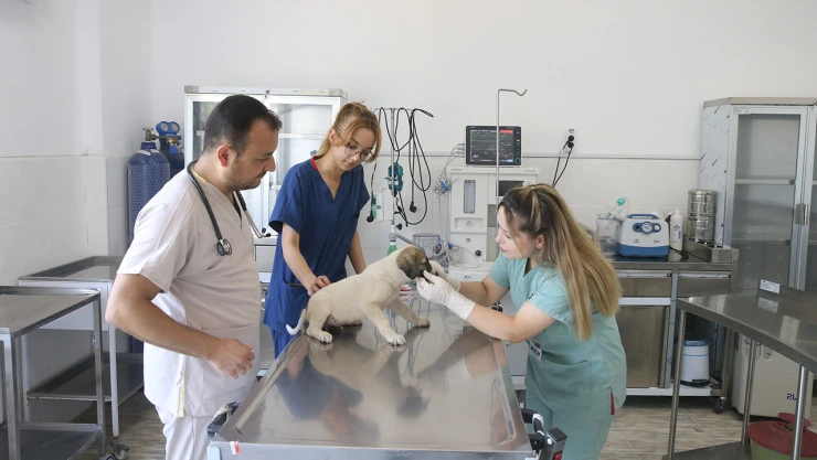 Kahramanmaraş'taki o bakımevi sokak hayvanlarına hem yuva hem şifa oluyor