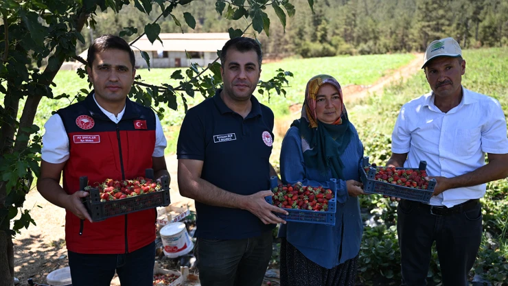 Kahramanmaraş'tan 50 ülkeye çilek ihracatı