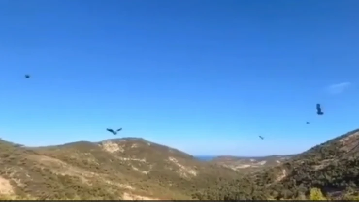 Kahramanmaraş'tan, Kırşehir'e 600 kınalı keklik